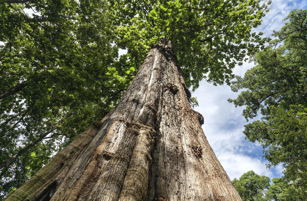 Feiten-over-Teak-hout