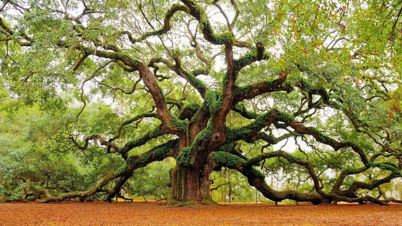 Het-Eiken-hout-Kleur-nerven-en-kenmerk